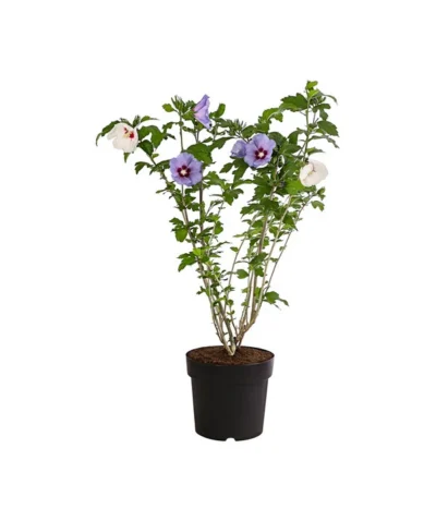 Hibiskus-Duo - Garten-Eibisch, Verschiedene Farbkombinationen 5 Hibiskus-Duo - Garten-Eibisch, Verschiedene Farbkombinationen -Haus Pflanzen Welt 7218159 PR FS 001 HibiscusTwinGartenhibiskusBlauWeissDehnerExpressHerzig