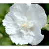 Hibiskus 'White Chiffon®' - Garten-Eibisch 2 Hibiskus 'White Chiffon®' - Garten-Eibisch -Haus Pflanzen Welt 7218258 WE DE 001 HibiskusWhiteChiffon