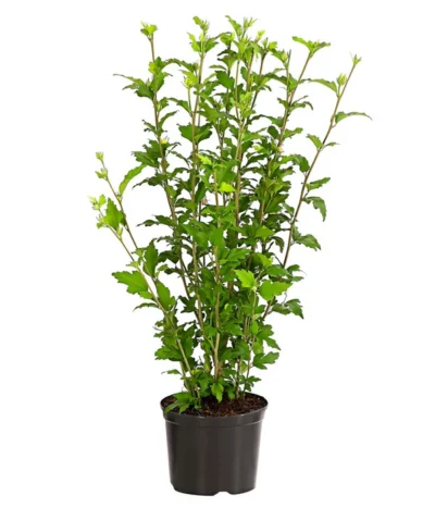 Hibiskus 'White Chiffon®' - Garten-Eibisch 5 Hibiskus 'White Chiffon®' - Garten-Eibisch -Haus Pflanzen Welt 7218258 WE FS 001 HibiscusSyriacusWhiteChiffonRoseneibischHibiskus3LDehnerExpressHerzig