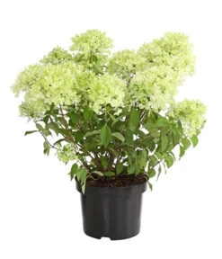 Haus Pflanzen Welt -Haus Pflanzen Welt 7219645 PR FS 001 HortensieHydrangeaMagicalCandle5LDehnerExpressHerzig