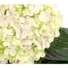 Bauern-Hortensie 'Avantgarde' -Haus Pflanzen Welt 7220148 WE DE 002 HydrangeaMacrophyllaAvantgardeHortensie5LDehnerExpressHerzig