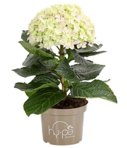 Bauern-Hortensie 'Avantgarde' -Haus Pflanzen Welt 7220148 WE FS 002 HydrangeaMacrophyllaAvantgardeHortensie5LDehnerExpressHerzig