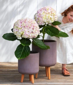 Bauern-Hortensie 'Avantgarde' -Haus Pflanzen Welt 7220148 WE MO 001 HortensieAvantgard5L