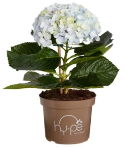 Bauern-Hortensie 'Avantgarde', Blau -Haus Pflanzen Welt 7220155 WE FS 001 HydrangeaMacrophyllaAvantgardeBlauHortensie5LDehnerExpressZS