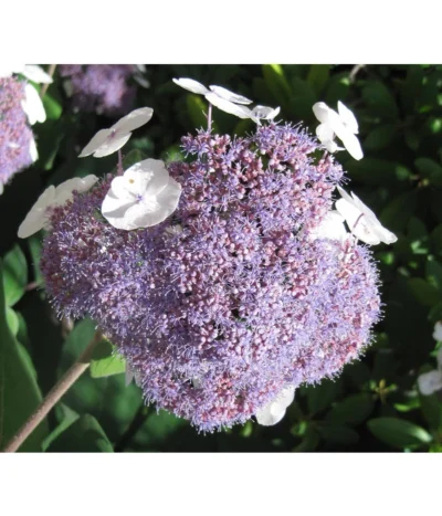 Samthortensie 'Macrophylla'