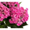 Garten-Hortensie 'Curly Wurly' -Haus Pflanzen Welt 7221310 PR DE 001 HydrangeaHortensieCurlyWurlyRosa5LDehnerExpressHerzig