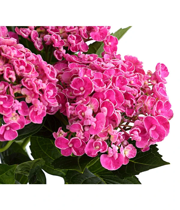 Garten-Hortensie 'Curly Wurly' 3 Garten-Hortensie 'Curly Wurly'