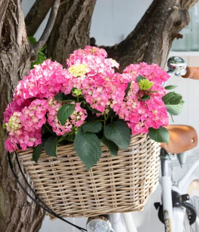 Garten-Hortensie 'Curly Wurly' 8 Garten-Hortensie 'Curly Wurly' -Haus Pflanzen Welt 7221310 WE MO 001 Hortensien