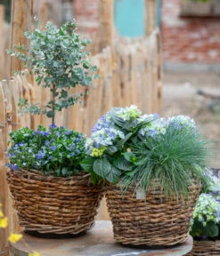 Vergissmeinnicht 'Myomark' -Haus Pflanzen Welt 7222003 WE MO 001 HortensienBlauBlaubluehendeStraeucher 1