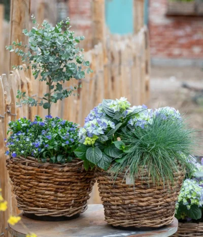 Eukalyptus, Stämmchen -Haus Pflanzen Welt 7222003 WE MO 001 HortensienBlauBlaubluehendeStraeucher 2