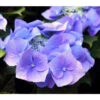 Teller-Hortensie, Ca. 15-25 Cm -Haus Pflanzen Welt 7223423 PR DE 001 HortensienHydrangeaKuebelpflanzenHerzigBlumenparkJuni2015