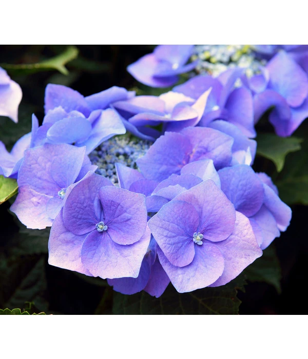 Teller-Hortensie, Ca. 15-25 Cm 3 Teller-Hortensie, Ca. 15-25 Cm