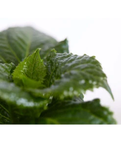 Teller-Hortensie, Ca. 15-25 Cm 9 Teller-Hortensie, Ca. 15-25 Cm -Haus Pflanzen Welt 7223423 PR DE 001 TellerhortensieBlauTXDehnerExpressZS