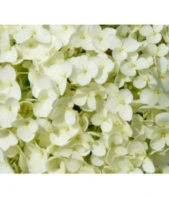Schneeball-Hortensie 'Strong Annabelle®' 8 Schneeball-Hortensie 'Strong Annabelle®' -Haus Pflanzen Welt 7223886 WE DE 001 HortensieHydrangeaStrongAnabelle Pixabay