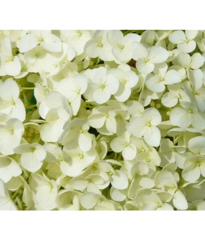 Schneeball-Hortensie 'Strong Annabelle®' -Haus Pflanzen Welt 7223886 WE DE 001 HortensieHydrangeaStrongAnabelle Pixabay