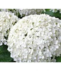 Schneeball-Hortensie 'Strong Annabelle®' 9 Schneeball-Hortensie 'Strong Annabelle®' -Haus Pflanzen Welt 7223886 WE DE 002 HortensieHydrangeaStrongAnabelle Pixabay