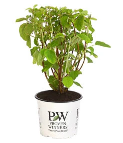 Schneeball-Hortensie 'Strong Annabelle®' 7 Schneeball-Hortensie 'Strong Annabelle®' -Haus Pflanzen Welt 7223886 WE FS 001 SchneeballHortensieStrongAnnabelle3LiterDehnerExpressHerzig