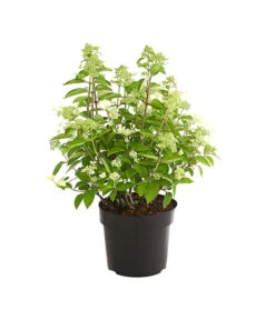 Rispen-Hortensie 'Prim White' -Haus Pflanzen Welt 7223985 PR FS 001 HydrangeaPaniculataPrimWhiteDehnerExpressHerzig