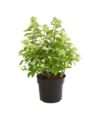 Rispen-Hortensie 'Prim White' -Haus Pflanzen Welt 7223985 PR FS 001 HydrangeaPaniculataPrimWhiteDehnerExpressHerzig