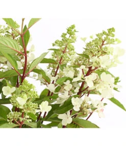 Rispen-Hortensie 'Pinky Winky' -Haus Pflanzen Welt 7224033 PR DE 001 HortensieHydrangeaPinkyWinky5LDehnerExpressHerzig