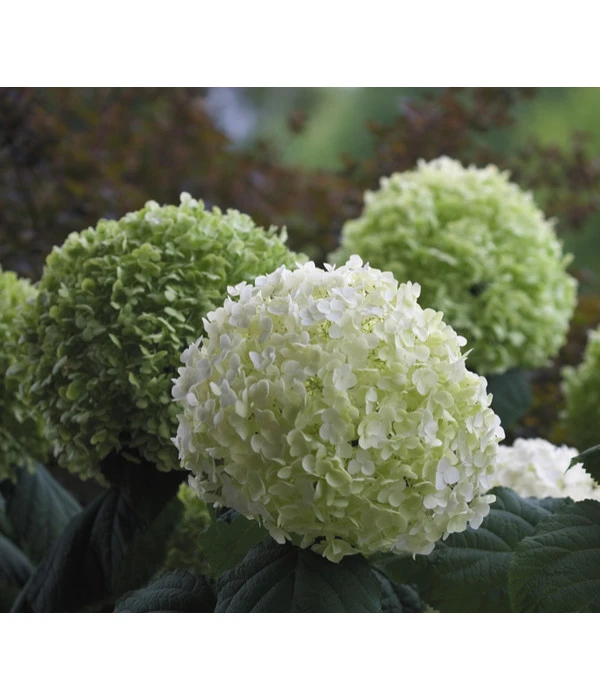 Schneeball-Hortensie 'Strong Annabelle®' 3 Schneeball-Hortensie 'Strong Annabelle®'