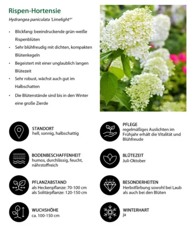 Rispen-Hortensie 'Limelight®' 14 Rispen-Hortensie 'Limelight®' -Haus Pflanzen Welt 7224165 WE IG 001 RispenHortensie