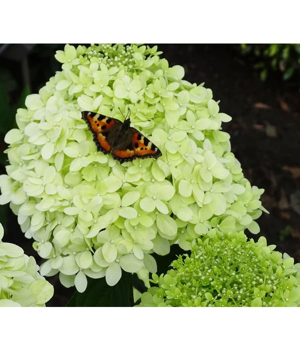 Rispen-Hortensie 'Limelight®' 3 Rispen-Hortensie 'Limelight®'