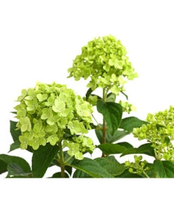 Rispen-Hortensie 'Limelight®' 15 Rispen-Hortensie 'Limelight®' -Haus Pflanzen Welt 7224322 WE DE 001 HydrangeaRispenhortensieLimelight3LDehnerExpressHerzig