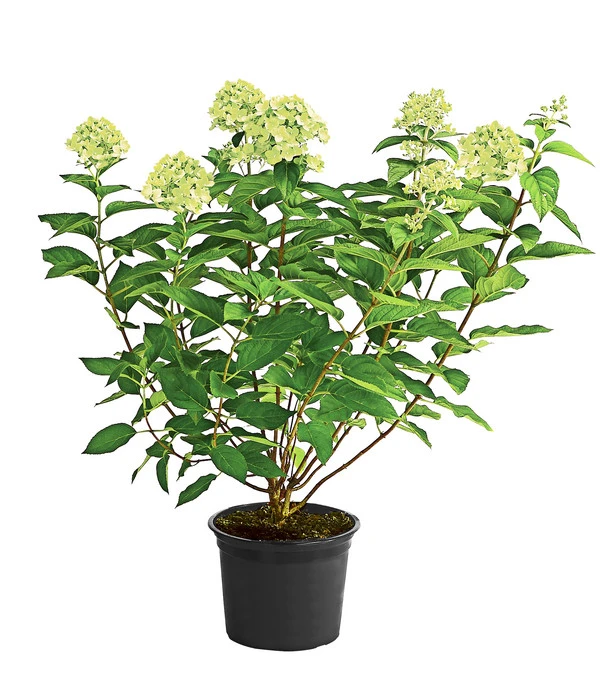 Rispen-Hortensie 'Limelight®' 4 Rispen-Hortensie 'Limelight®' – Bild 2