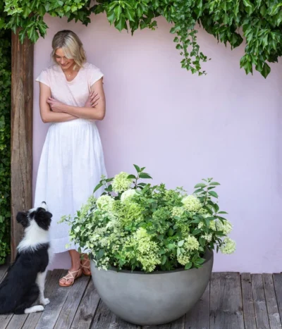 Rispen-Hortensie 'Limelight®' 11 Rispen-Hortensie 'Limelight®' -Haus Pflanzen Welt 7224322 WE MO 001 PaniculataRispenhortensie Hortensie