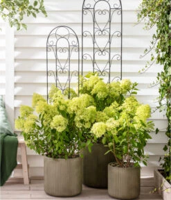 Rispen-Hortensie 'Limelight®' 12 Rispen-Hortensie 'Limelight®' -Haus Pflanzen Welt 7224322 WE MO 011 HydrangeaLimelight