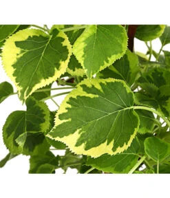 Kletter-Hortensie 'Miranda' - Hydrangea 5 Kletter-Hortensie 'Miranda' - Hydrangea -Haus Pflanzen Welt 7224637 WE DE 001 HydrangeaAnomalaPetiolarisMirandaKletterhortensie2LDehnerExpressHerzig