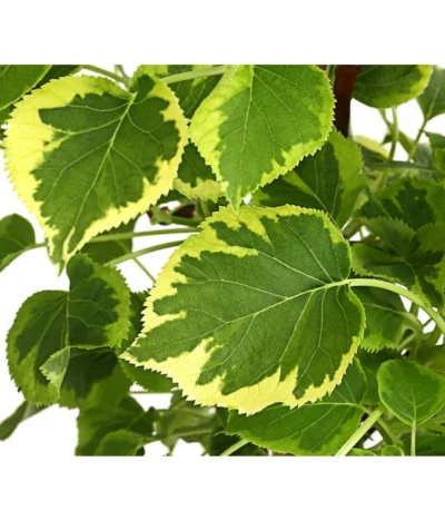 Kletter-Hortensie 'Miranda' - Hydrangea -Haus Pflanzen Welt 7224637 WE DE 001 HydrangeaAnomalaPetiolarisMirandaKletterhortensie2LDehnerExpressHerzig