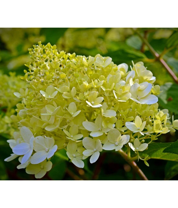 Rispen-Hortensie 'Little Lime®' 6 Rispen-Hortensie 'Little Lime®' – Bild 4
