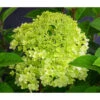 Rispen-Hortensie 'Little Lime®' -Haus Pflanzen Welt 7224686 WE DE 002 HydrangeaPaniculataLittleLimeZwergRispenhortensie