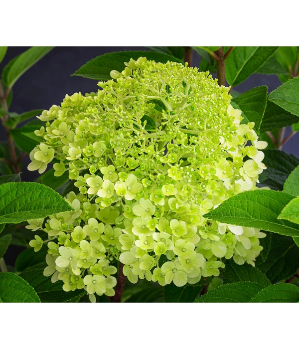Rispen-Hortensie 'Little Lime®' 3 Rispen-Hortensie 'Little Lime®'