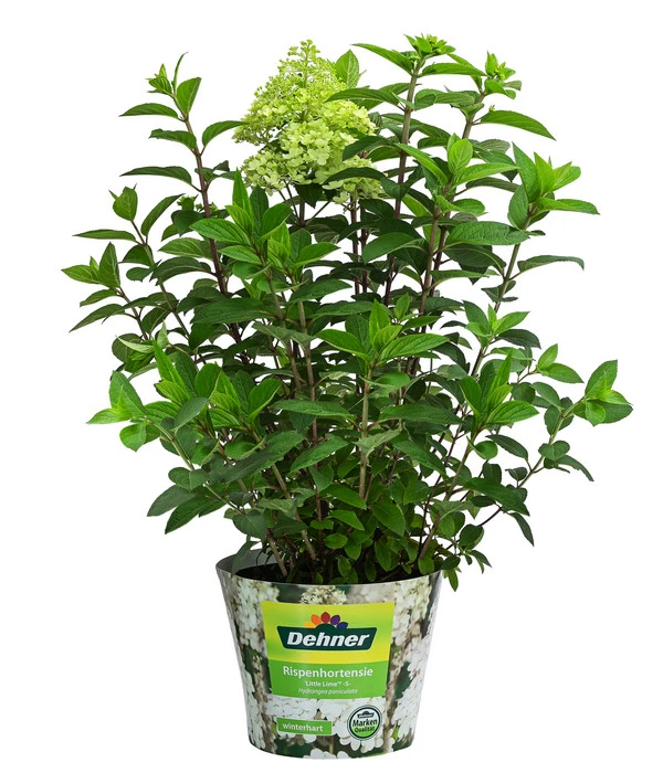 Rispen-Hortensie 'Little Lime®' 4 Rispen-Hortensie 'Little Lime®' – Bild 2
