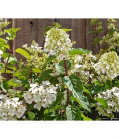 Rotstielige Rispen-Hortensie