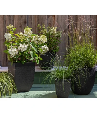 Rotstielige Rispen-Hortensie 10 Rotstielige Rispen-Hortensie -Haus Pflanzen Welt 7225089 WE MO 002 Hortensien GC11 2020