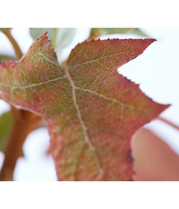 Rispen-Hortensie 'Ruby Slippers' 4 Rispen-Hortensie 'Ruby Slippers' – Bild 2