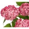 Schneeball-Hortensie 'Ruby Annabelle®' -Haus Pflanzen Welt 7225329 PR DE 001 HydrangeaPaniculataRispenhortensieRubyAnnabell3LDehnerExpressHerzig