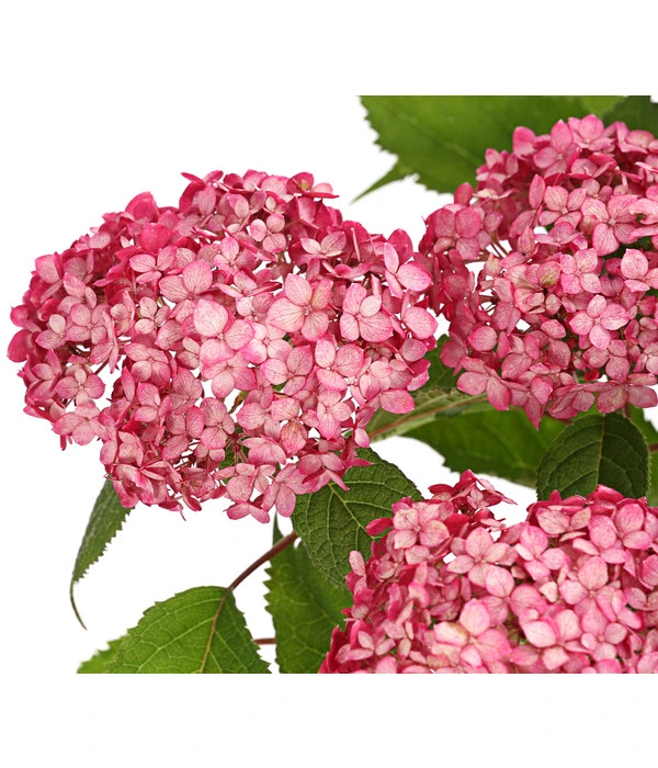Schneeball-Hortensie 'Ruby Annabelle®' 3 Schneeball-Hortensie 'Ruby Annabelle®'