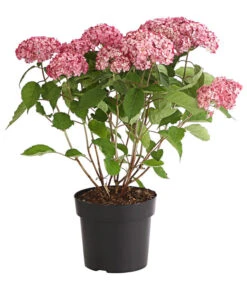 Schneeball-Hortensie 'Ruby Annabelle®' 5 Schneeball-Hortensie 'Ruby Annabelle®' -Haus Pflanzen Welt 7225329 PR FS 001 HydrangeaPaniculataRispenhortensieRubyAnnabell3LDehnerExpressHerzig
