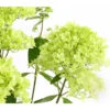 Rispen-Hortensie 'Magical Summer' 1 Rispen-Hortensie 'Magical Summer' -Haus Pflanzen Welt 7225535 WE DE 001 HortensieHydrangeaMagicalSummer5LDehnerExpressHerzig