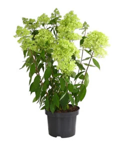 Rispen-Hortensie 'Magical Summer' -Haus Pflanzen Welt 7225535 WE FS 001 HortensieHydrangeaMagicalSummer5LDehnerExpressHerzig