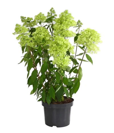 Rispen-Hortensie 'Magical Summer' 5 Rispen-Hortensie 'Magical Summer' -Haus Pflanzen Welt 7225535 WE FS 001 HortensieHydrangeaMagicalSummer5LDehnerExpressHerzig