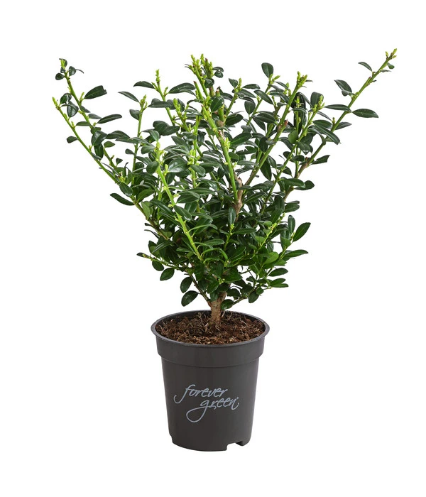 Japanische Stechpalme 'Glory Gem' 3 Japanische Stechpalme 'Glory Gem'