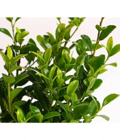 Japanische Stechpalme 'Glory Gem' 5 Japanische Stechpalme 'Glory Gem' -Haus Pflanzen Welt 7235021 WE DE 001 IlexCrenataImpalaStechpalme9CDehnerExpressHerzig