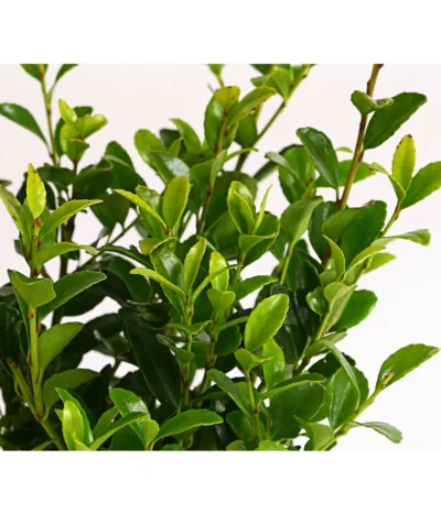 Japanische Stechpalme 'Glory Gem' 5 Japanische Stechpalme 'Glory Gem' -Haus Pflanzen Welt 7235021 WE DE 001 IlexCrenataImpalaStechpalme9CDehnerExpressHerzig