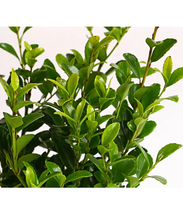 Japanische Stechpalme 'Glory Gem' 4 Japanische Stechpalme 'Glory Gem' – Bild 2